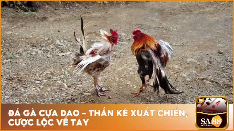 Đá Gà Cựa Dao - Thần Kê Xuất Chiến, Cược Lộc Về Tay 2 Đá Gà Cựa Dao – Thần Kê Xuất Chiến, Cược Lộc Về Tay