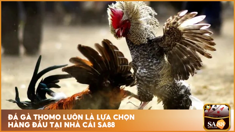 Đá Gà Thomo Sa88 - Chiến Kê Top Đầu Thi Đấu Đỉnh Cao 2 Đá gà Thomo luôn là lựa chọn hàng đầu tại nhà cái sa88