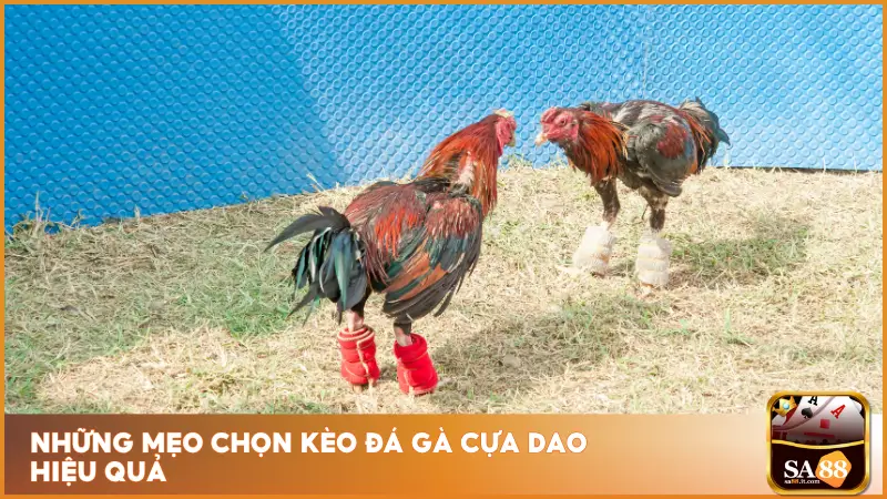 Đá Gà Cựa Dao - Thần Kê Xuất Chiến, Cược Lộc Về Tay 5 Đá gà cựa dao tại sa88 với những trận đấu có tỷ lệ cược hợp lý và dễ dự đoán