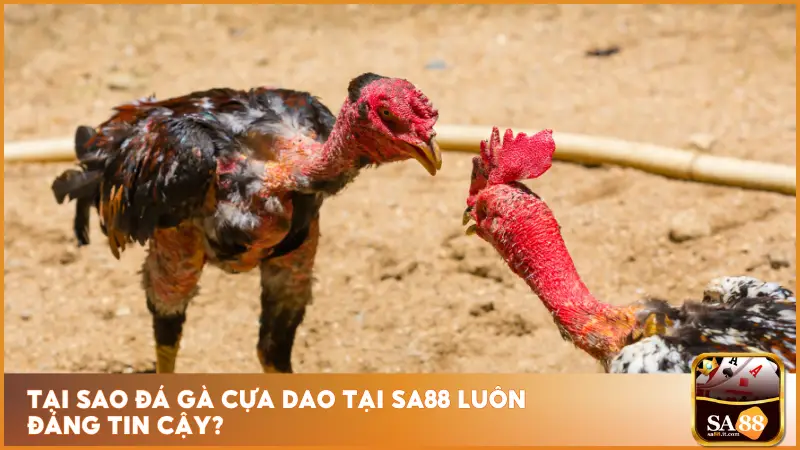 Đá Gà Cựa Dao - Thần Kê Xuất Chiến, Cược Lộc Về Tay 2 Hệ thống kiểm soát công khai và tiêu chuẩn hóa theo hướng quốc tế